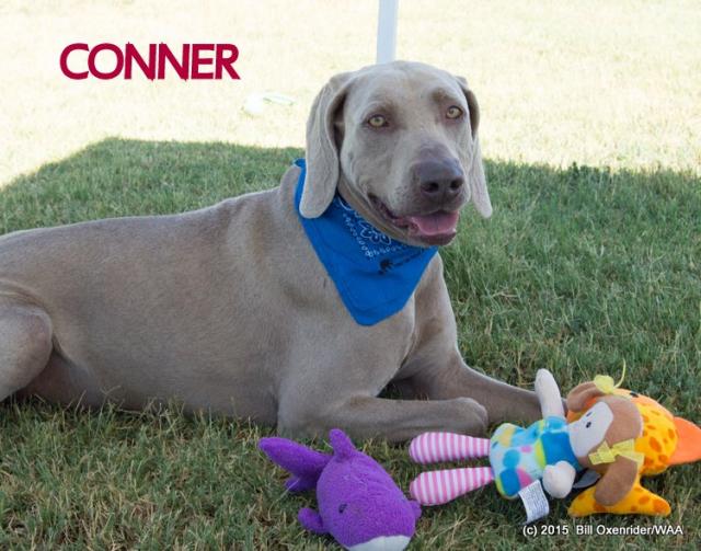 Connor Toys